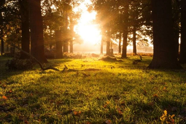 A meadow showered in golden light with big trees on both sides, grass covering the floor, and branches on the ground.